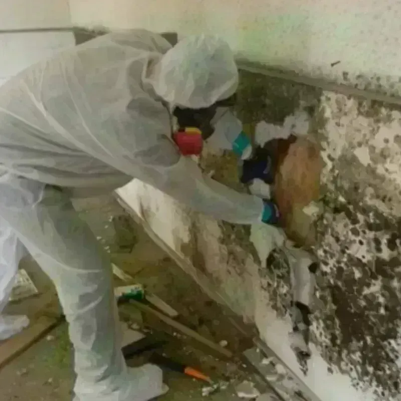 Mold Remediation and Removal in East La Mirada, CA